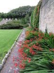 SX08058 Red flowers in border by stone wall.jpg